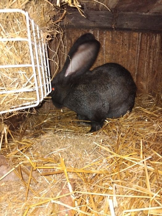 Vand sa schimb iepuri uriasi germani gri fier