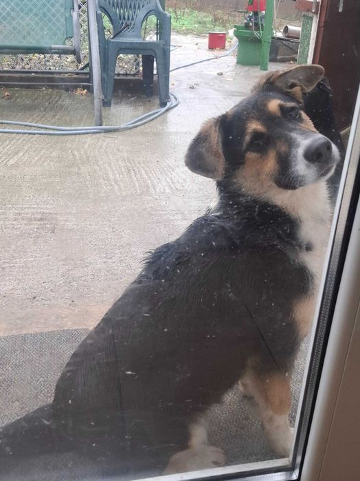 Ofer spre adoptie un pui de catelus lup