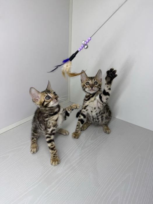 Бенгальская кошка