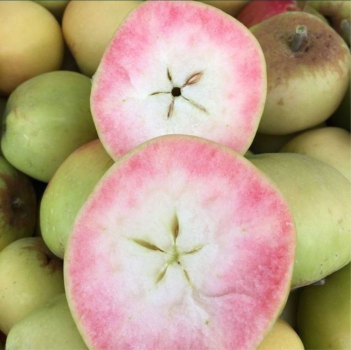Mar pink pearl deosebit