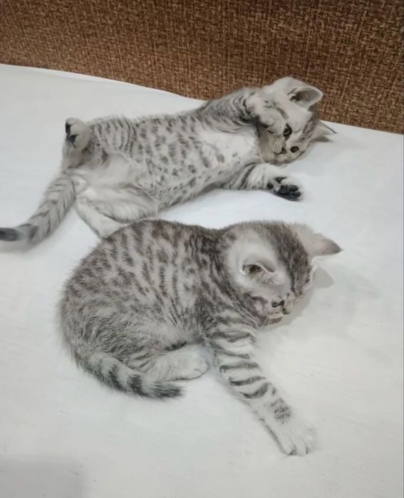 Шотландские Малышата