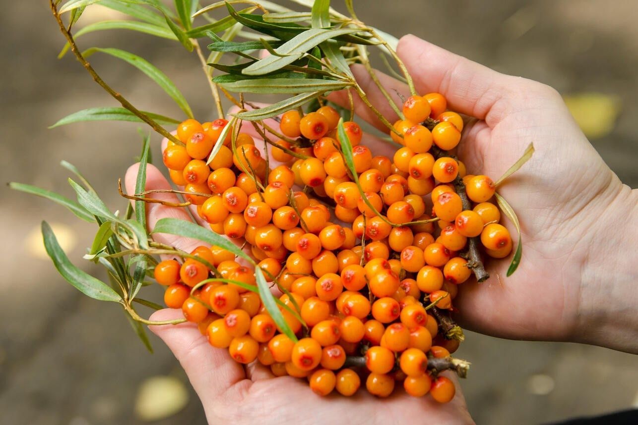 Облепиха (Hippophae)