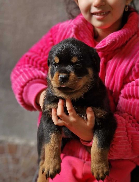 Ротвайлери с родословие