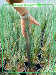 Juniperus Skoyrocket