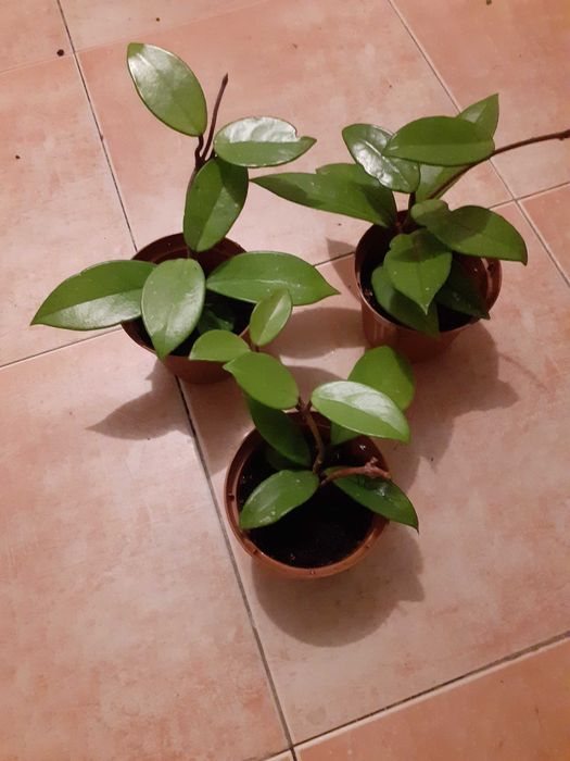 Lacrima Maicii Domnului ( Floarea de ceara)