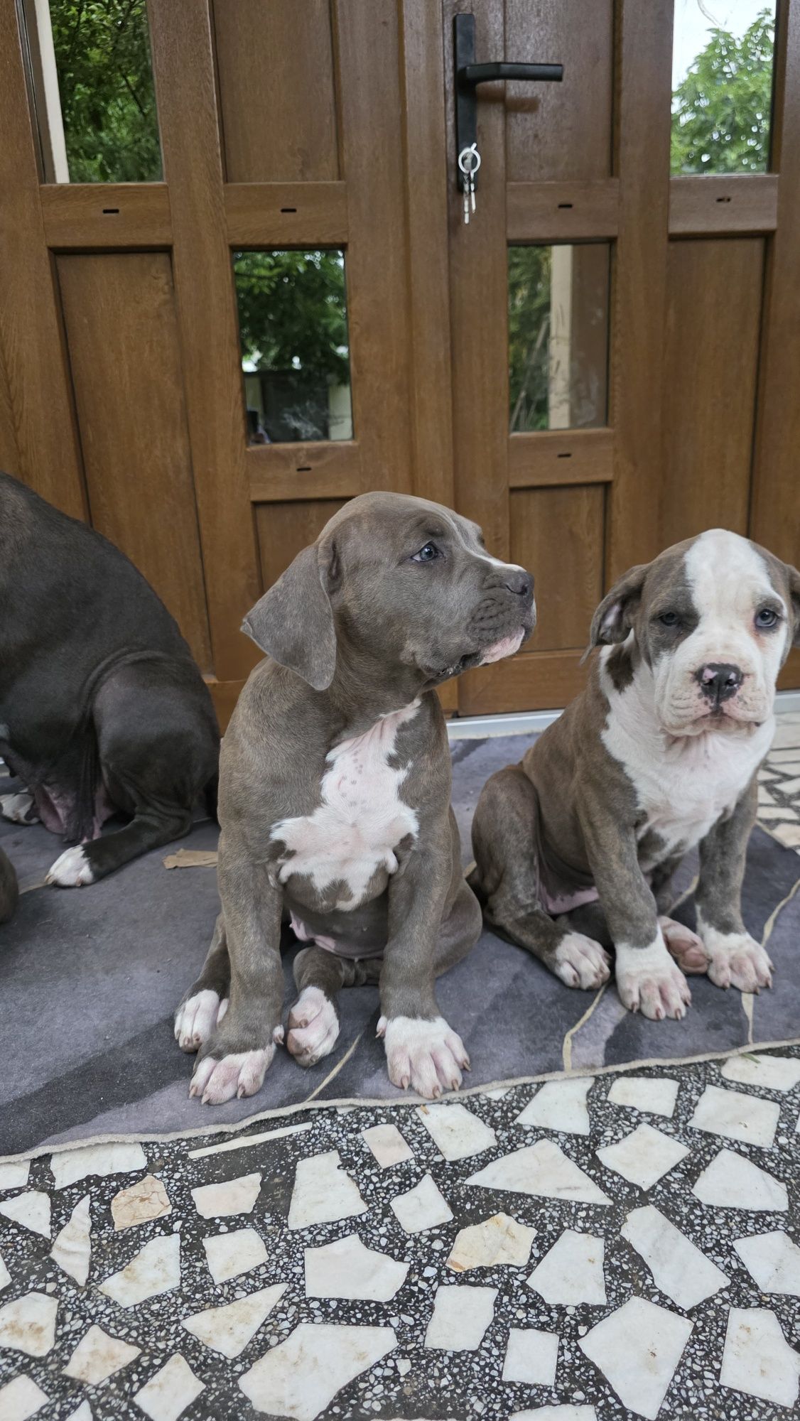 Cățelușă American Bully XL Blue tigrat (brindle blue)