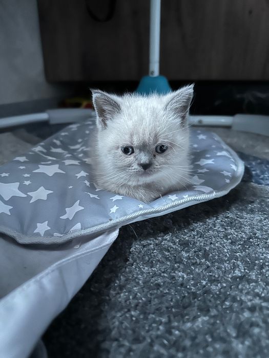 Британски котета