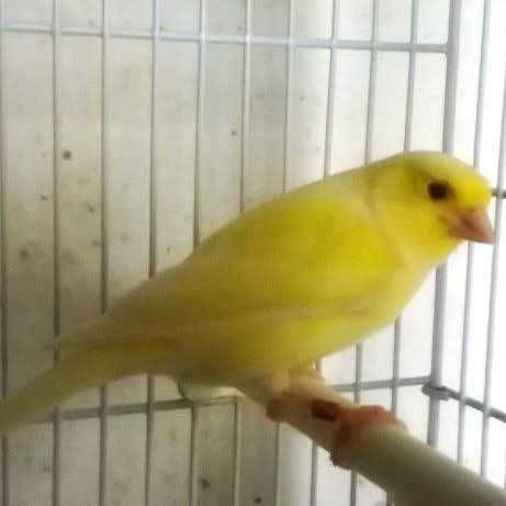 Canari Malinois Mascul