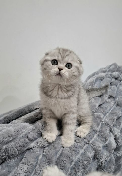 Pisicute rasa British