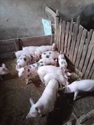 Продавам прасета и малки прасенца