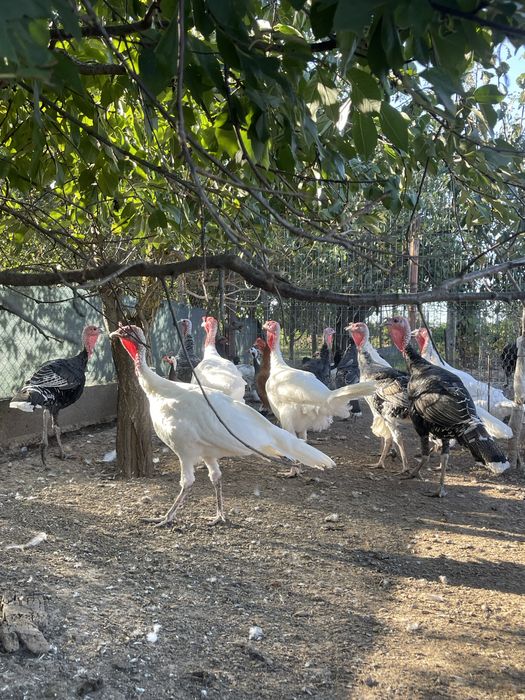 Vand curcani de tara