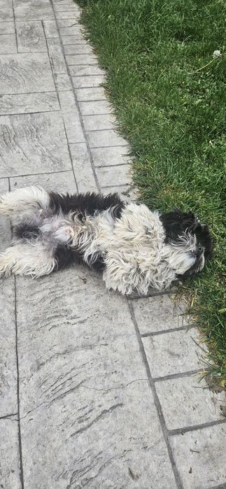 Bichon Havanez mascul 9 luni