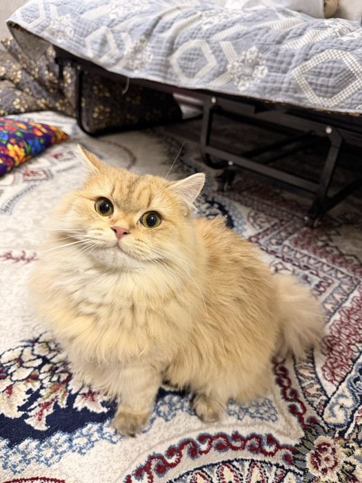 Қиз бола шиншилла мушук, зоти тоза