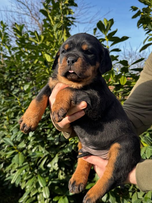 Pui rottweiler talie mare
