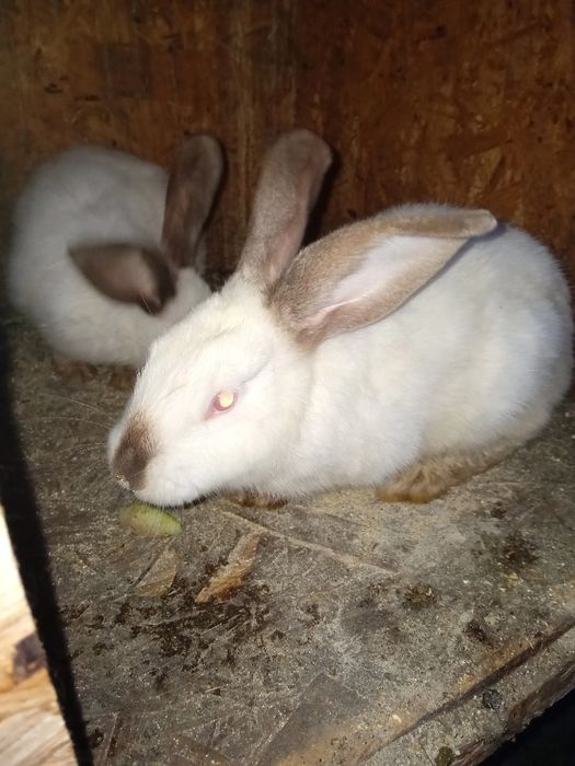 Iepuri de carne de vanzare