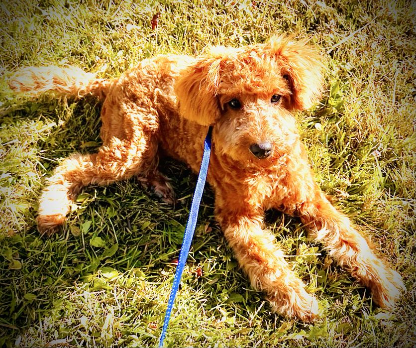 Пудел Той……………………………………….