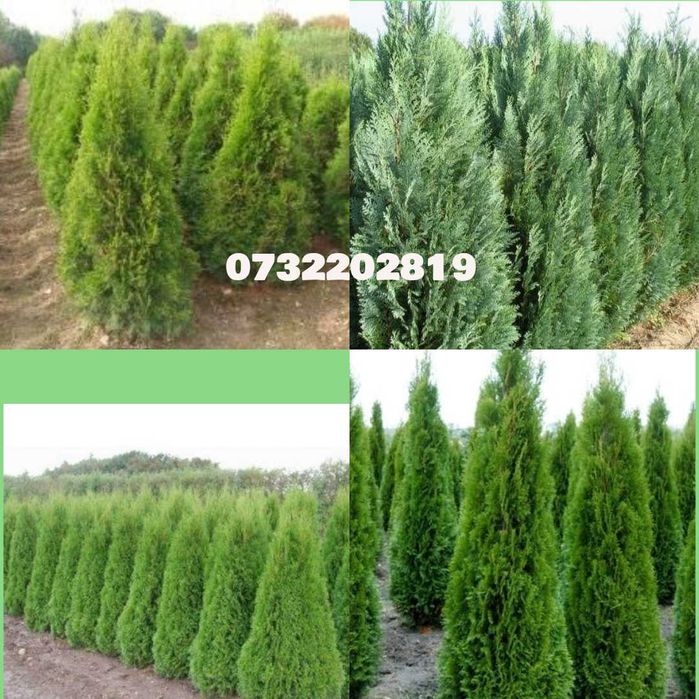 Mesteacăn alb, tei, platan, paltin, cedru, prunus etc