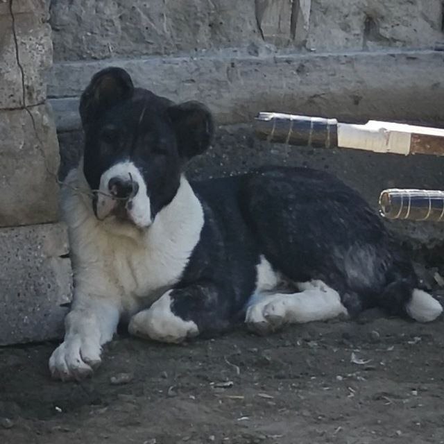 Продаётся алабай