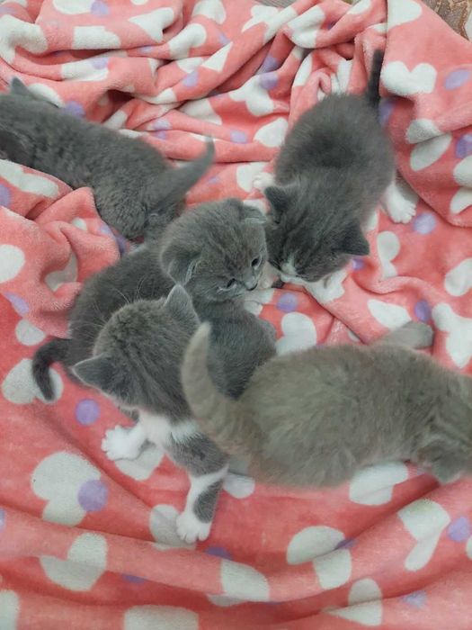 Шотландские котята,фолд и страйт