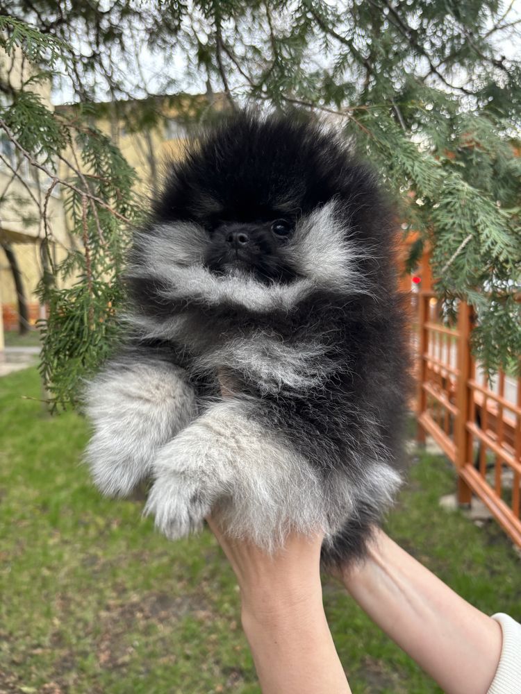 Pui Mascul Pomeranian—Certificat Pedigree