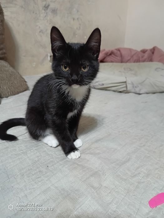 Отдам котят в хорошие руки