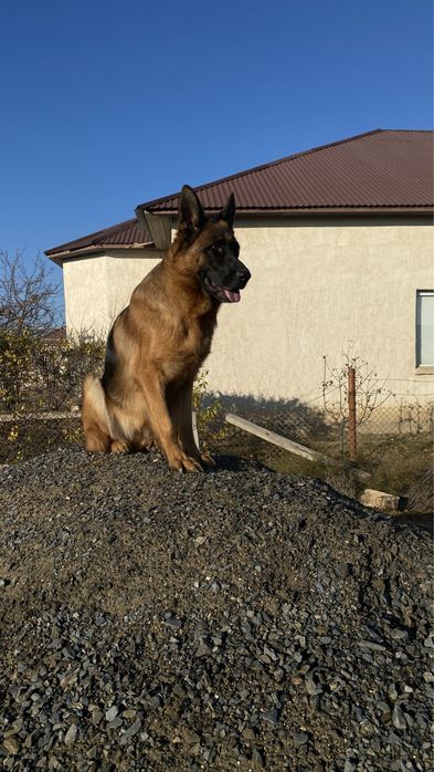 Продается Щенки! НО