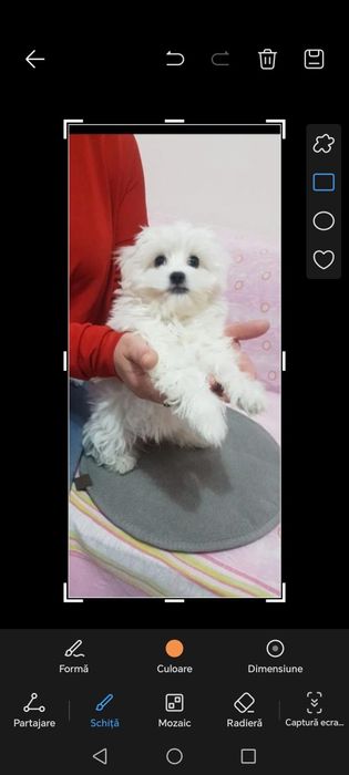 Bichon maltez băiețel mini toy