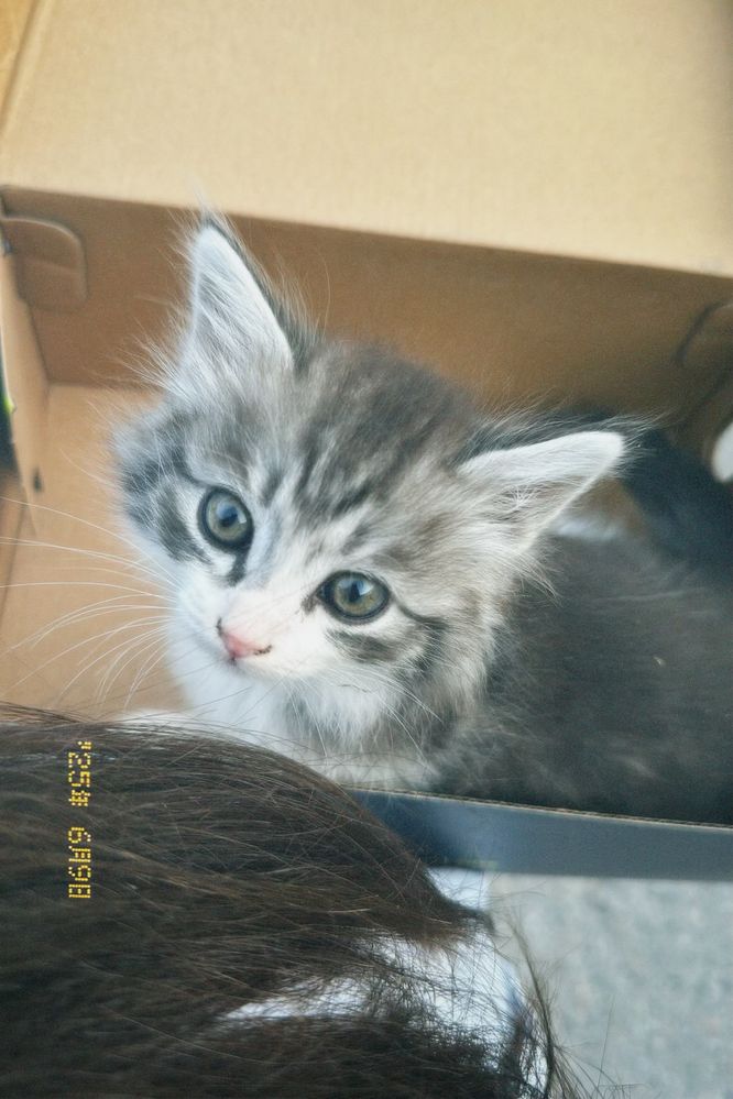 кошка,девочка.отдам бесплатно
