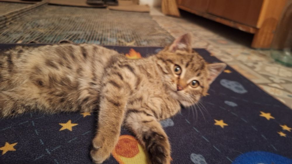 Отдам кошку даром,в хорошие руки