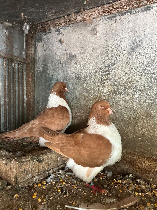 Vând porumbei diferite rase