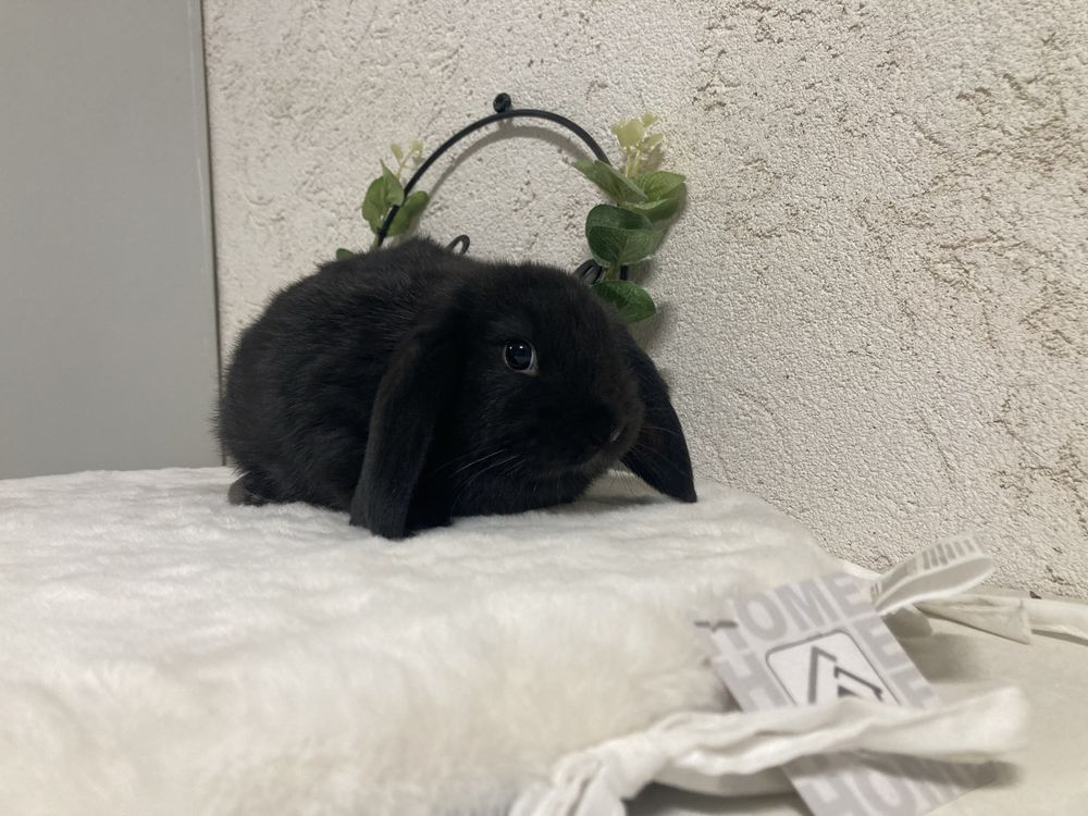 Iepuri pitici de companie berbec pitic/mini lop/holland lop