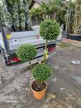 Vând buxus globular etajat