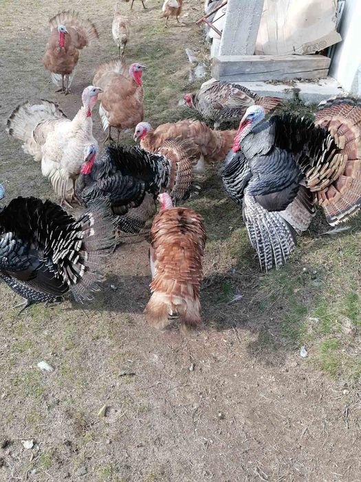 Продавам домашно гледани пуйки пуяци