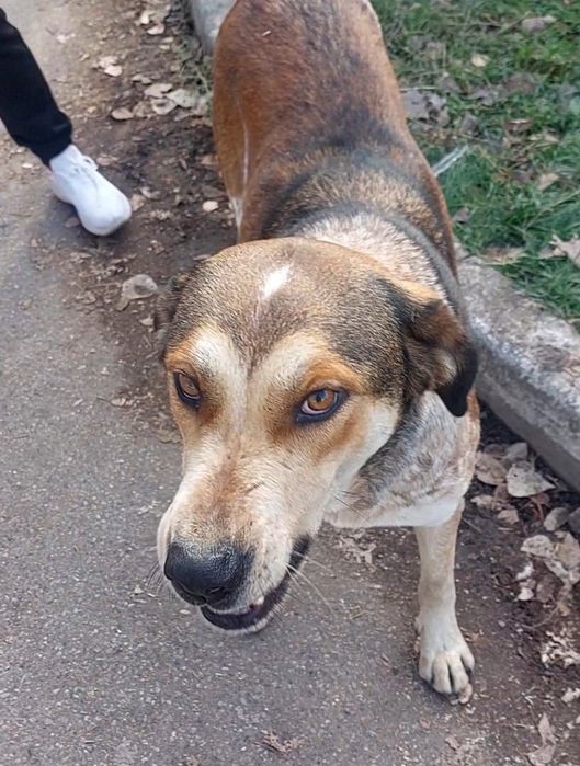 Потеряна собака. Крупная добрая не агрессивная. Район Суюнбая ниже Рыс