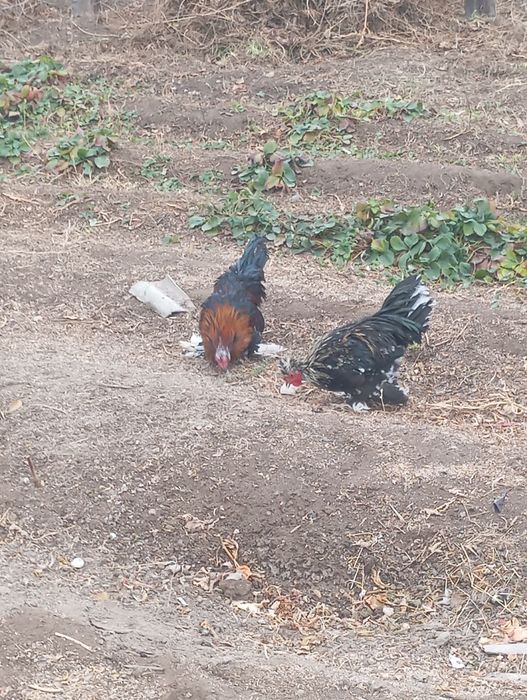 Срочно продается петухи карликовый