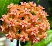 Flori, plante rare de Lacrima Maicii Domnului ( Hoya )