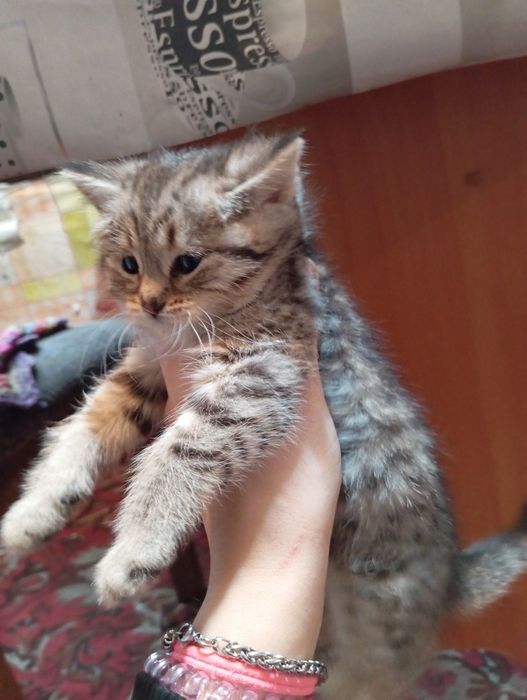 Продам британскую кошечку