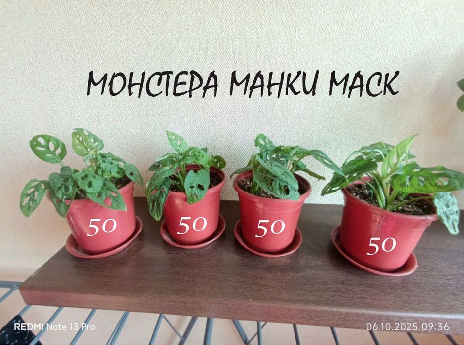 Домашние, комнатные цветы ухоженные ,здоровые