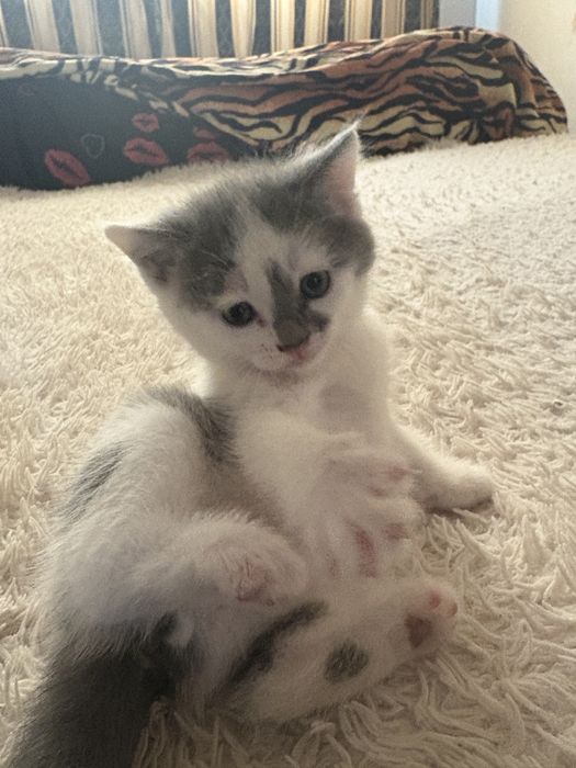 Котенок девочка отдаю в хорошие