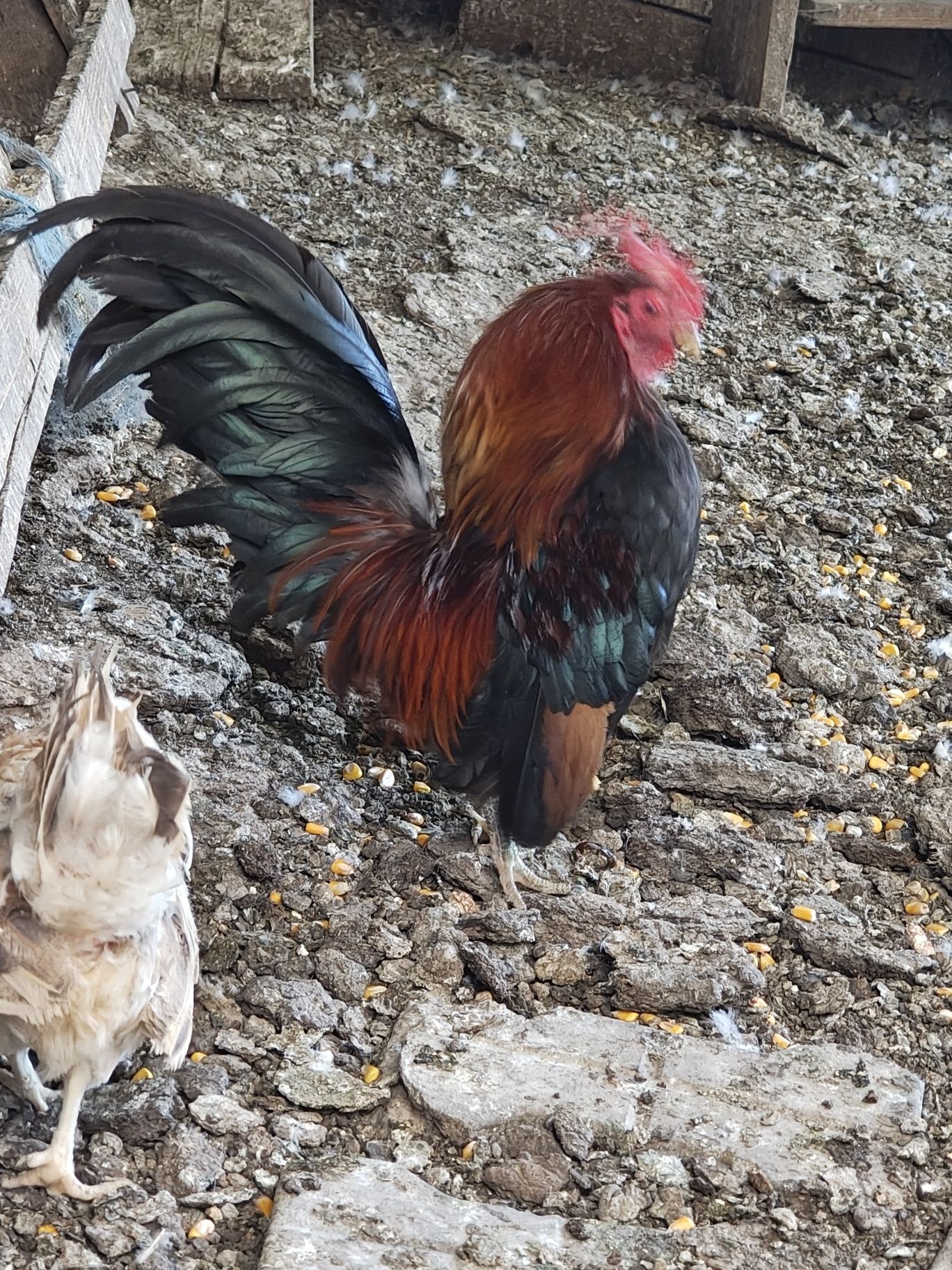 Vând găinuțe serama