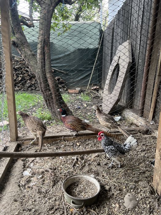 Famile fazani comuni 3+1