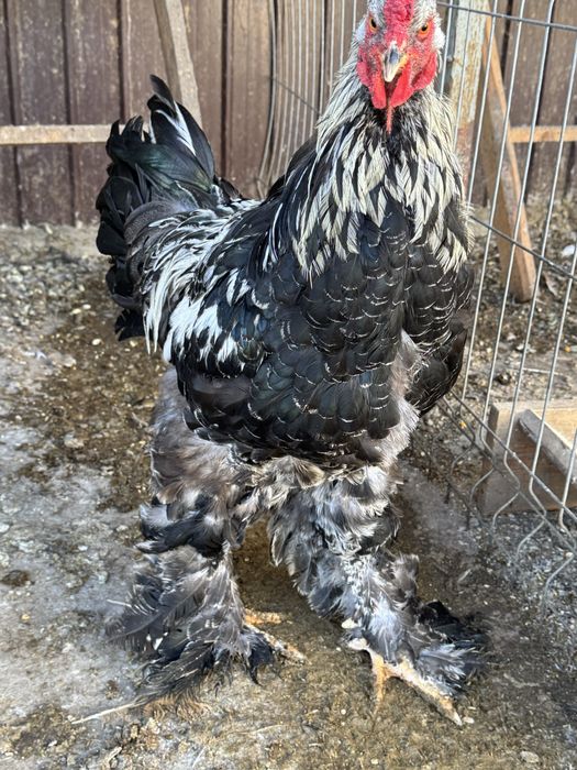 De vinzare porunbei satineti,americani ,gaini brahma