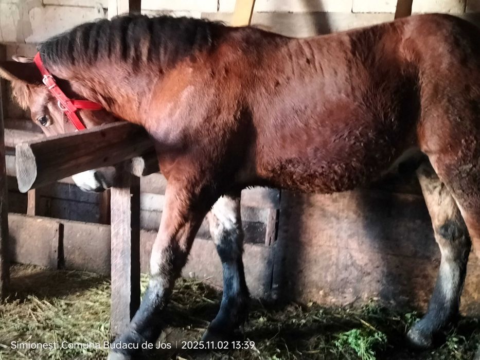 Mânz frumos de vânzare