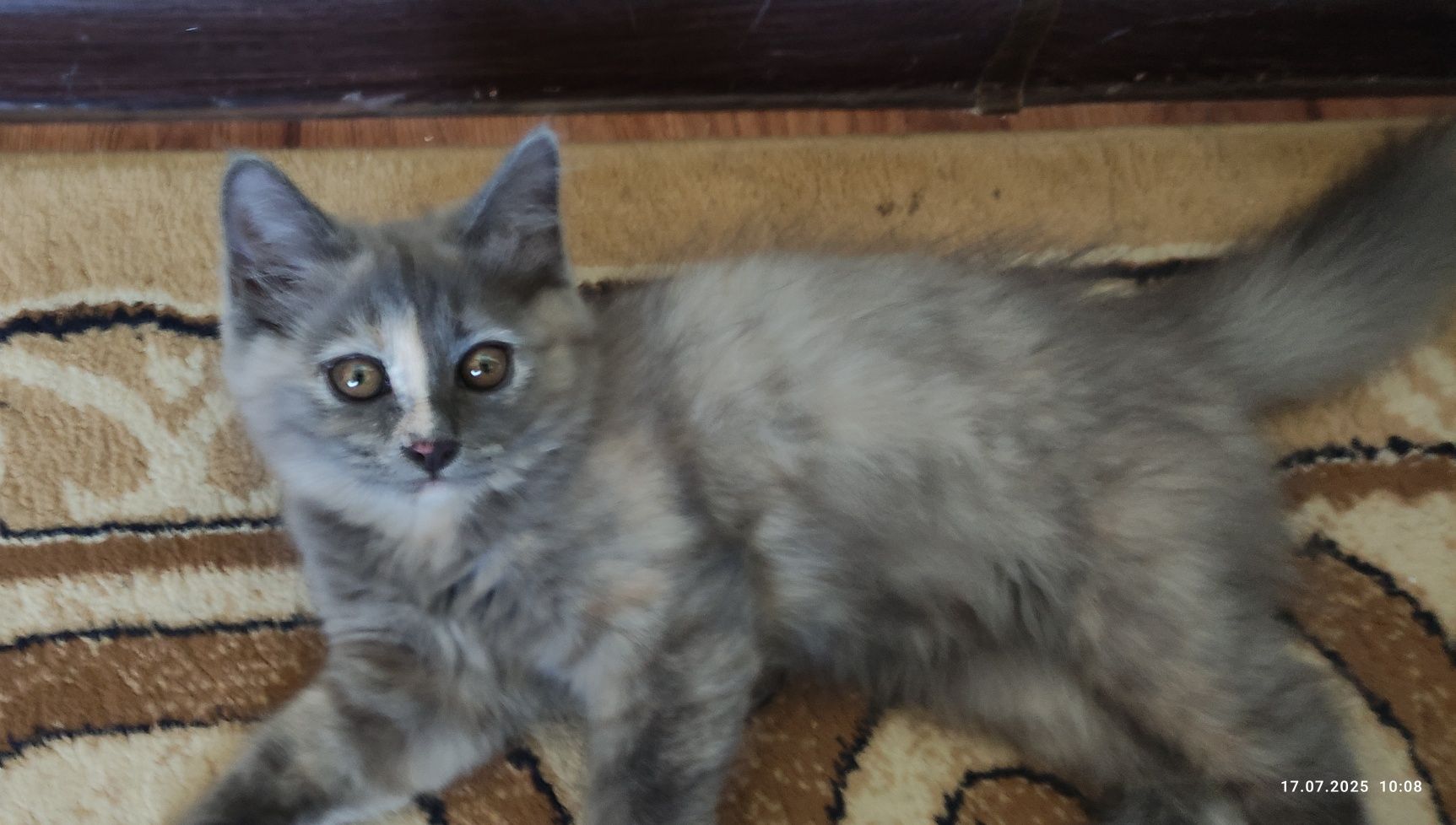 Продаются котята. Город Бухара.