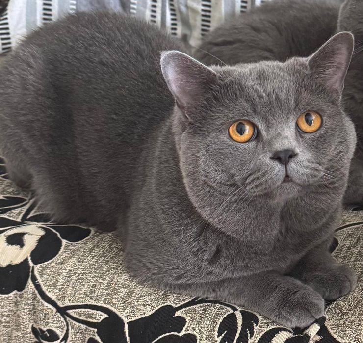 Motan British shorthair blue
