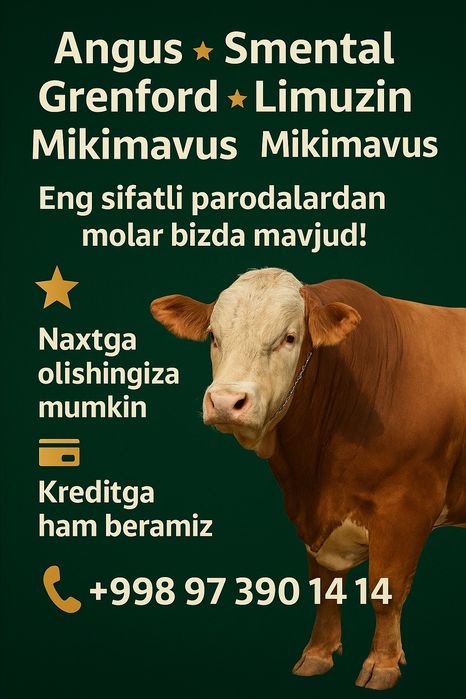 Chet davlatdan olib kelingan naslli qora mol.
