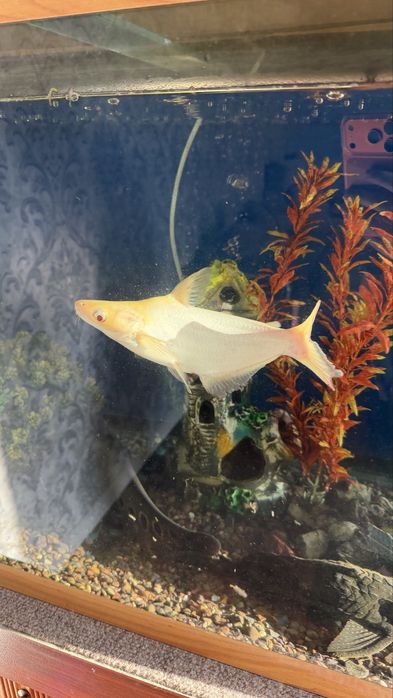 Аквариумные рыбы