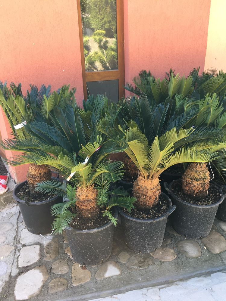 Palmieri diferite soiuri