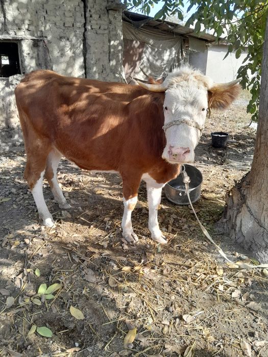 Семинтал сотилади