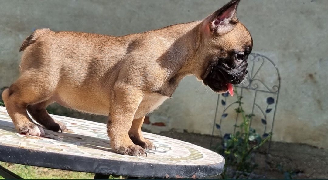 Bulldog francez femela pedigree